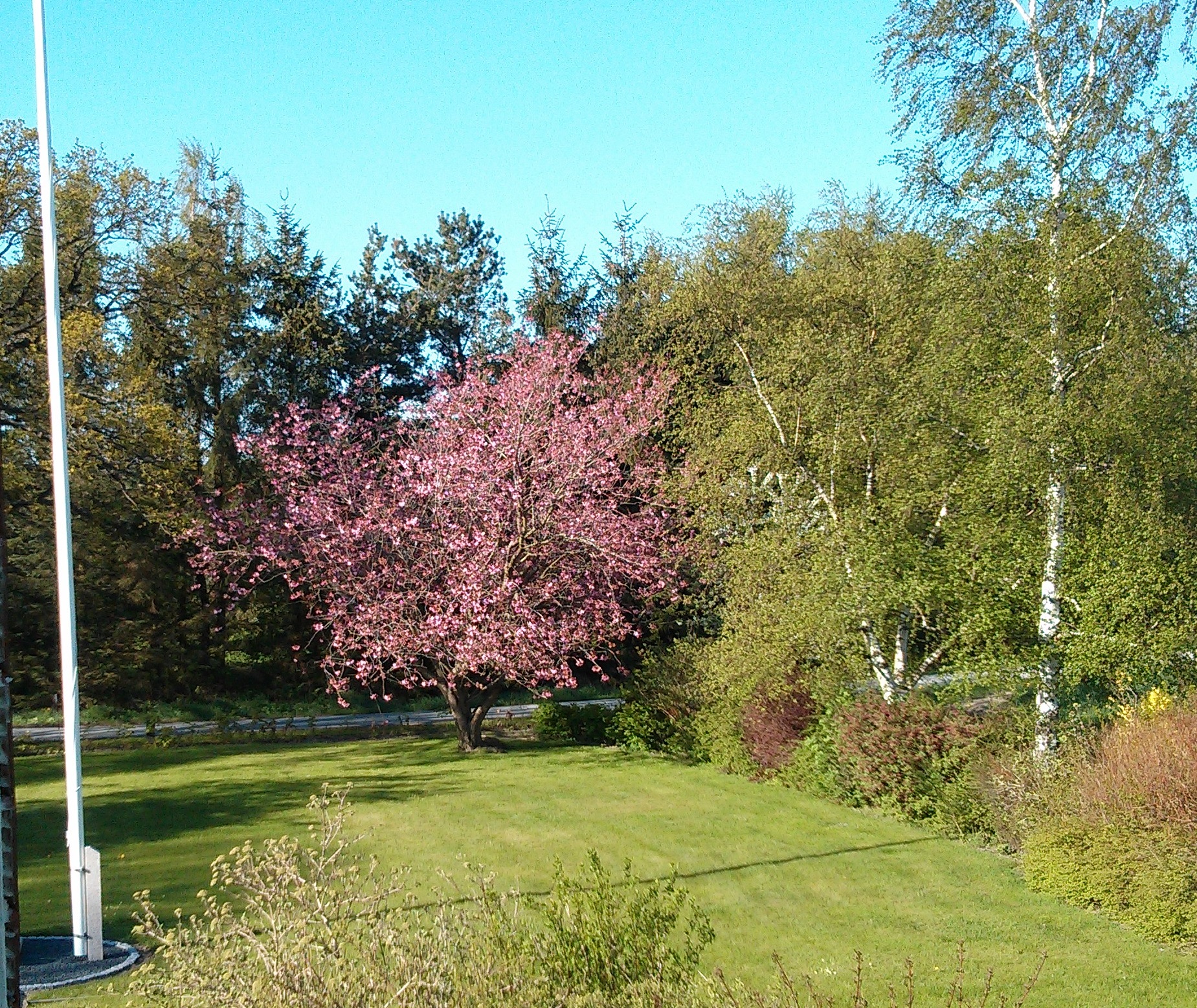 kirsebærtræet2013